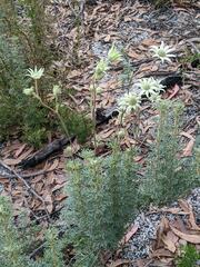 Actinotus helianthi