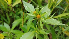 Bidens comosa
