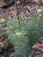 Actinotus helianthi