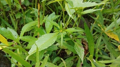Bidens comosa