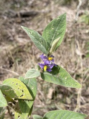 Solanum nemophilum