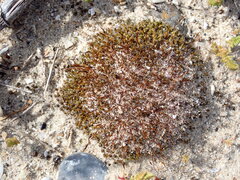 Tortula muralis