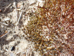 Tortula muralis