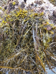 Carpophyllum plumosum