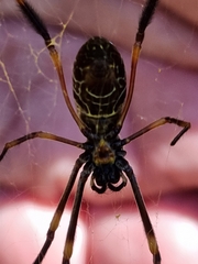 Trichonephila plumipes