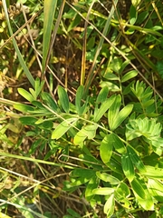 Sibbaldianthe bifurca