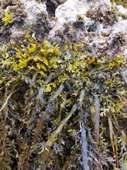 Carpophyllum plumosum