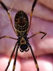 Trichonephila plumipes