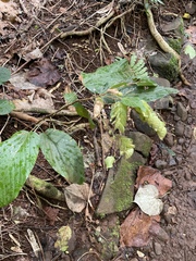 Flemingia strobilifera