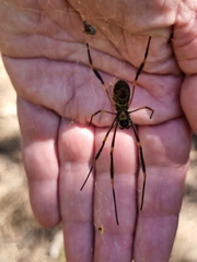 Trichonephila plumipes