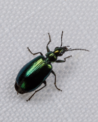 Lebia viridis