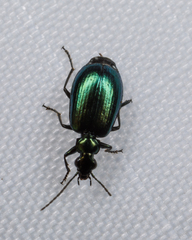 Lebia viridis