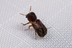 Xylobiops texanus