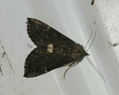 Hypena bijugalis
