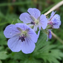 Geranium erianthum