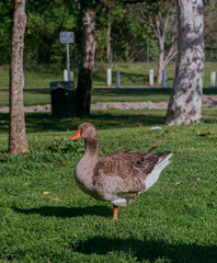 Anser anser domesticus
