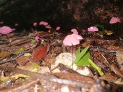 Marasmius haematocephalus