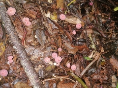 Marasmius haematocephalus