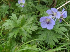 Geranium erianthum