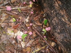 Marasmius haematocephalus