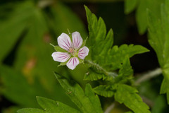 Geranium sibiricum