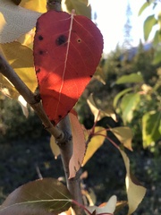 Populus balsamifera