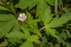 Geranium sibiricum