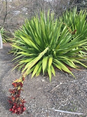Doryanthes palmeri