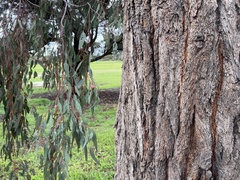 Eucalyptus sideroxylon
