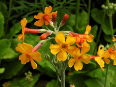 Primula bulleyana