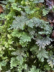 Hymenophyllum