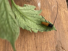 Tragidion coquus