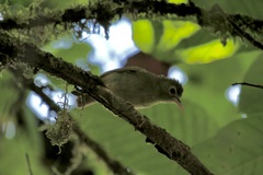 Zosterops lacertosus