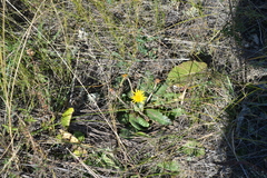Taraxacum serotinum