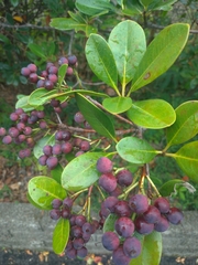 Rhaphiolepis umbellata