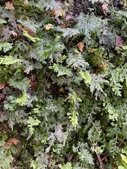 Hymenophyllum