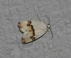 Ponometia candefacta
