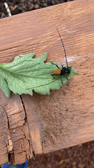 Tragidion coquus