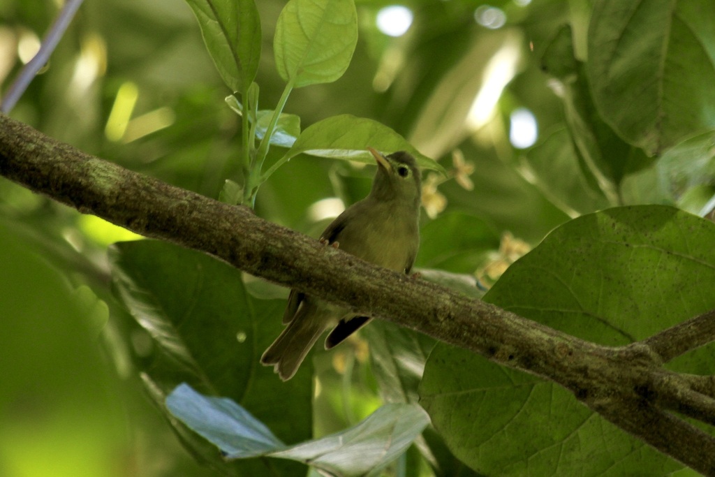 Sanford's White-eye photo