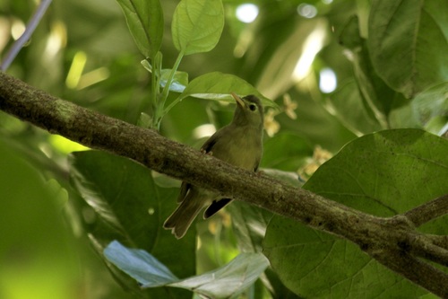 Zosterops lacertosus
