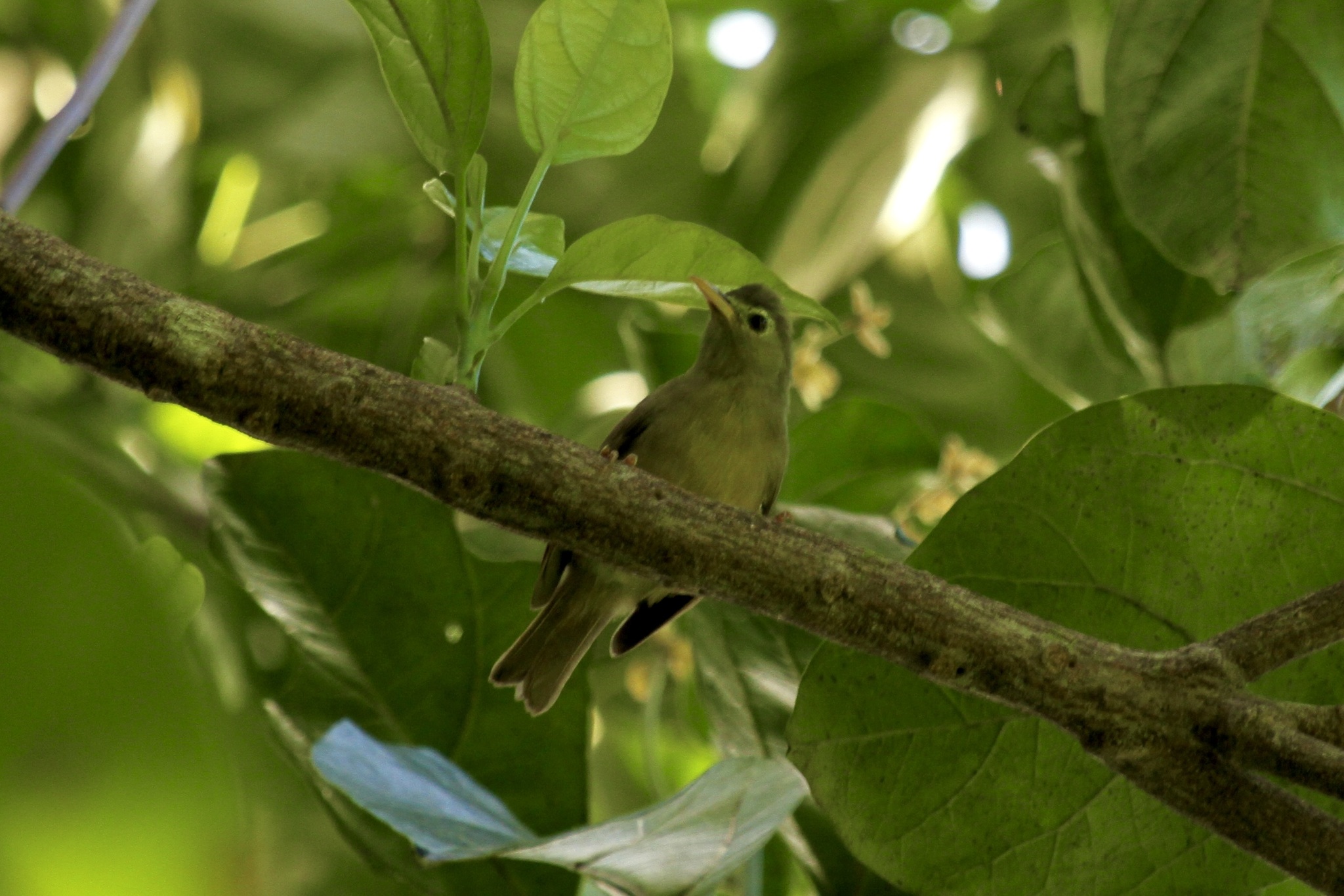 Sanford's White-eye illustration