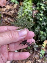Hymenophyllum