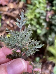 Hymenophyllum