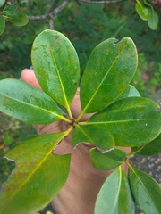 Rhaphiolepis umbellata