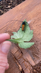 Tragidion coquus