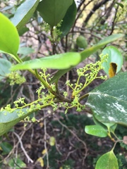Griselinia lucida