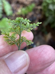 Hymenophyllum