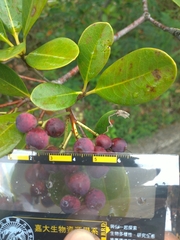 Rhaphiolepis umbellata