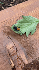Tragidion coquus