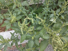 Amaranthus hybridus